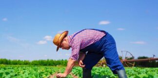 SE SOLICITA TRABAJADOR AGRÍCOLA PARA COSECHA DE HORTALIZAS, NO SE REQUIERE EXPERIENCIA