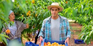 SE REQUIERE TRABAJADOR AGRÍCOLA PARA LABORES DE COSECHA Y MANTENIMIENTO GENERAL