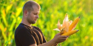 SE SOLICITA TRABAJADORES AGRÍCOLAS PARA COSECHA DE MAÍZ (POCA EXPERIENCIA)