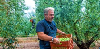 SE REQUIERE PEÓN/A AGRÍCOLA PARA RECOLECCIÓN DE ACEITUNAS EN COSECHA