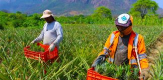SE SOLICITA TRABAJADOR AGRÍCOLA CON O SIN EXPERIENCIA PARA COSECHA DE PIÑAS