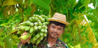 SE REQUIERE PEÓN/A AGRÍCOLA PARA RECOLECCIÓN DE PLATANOS, JORNADA COMPLETA
