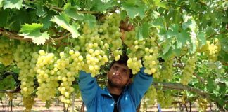 SE SOLICITA TRABAJADOR AGRÍCOLA PARA RECOLECCIÓN Y CLASIFICACIÓN DE FRUTAS, NO SE REQUIERE EXPERIENCIA