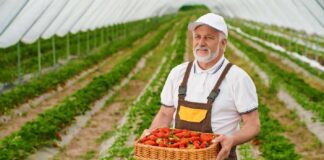 SE SOLICITA TRABAJADOR AGRÍCOLA PARA COSECHA DE FRESAS Y ARÁNDANOS