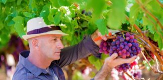 SE REQUIERE TRABAJADOR AGRÍCOLA PARA RECOLECCIÓN DE PRODUCTOS EN COSECHA DE FRUTAS (CON O SIN EXPERIENCIA)