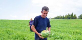 SE REQUIERE TRABAJADOR DE CAMPO CON O SIN EXPERIENCIA PARA COSECHA DE SANDÍA