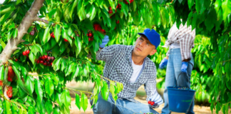 SE SOLICITA TRABAJADOR AGRÍCOLA PARA COSECHA DE FRUTAS Y VERDURAS