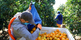 SE SOLICITA PEÓN AGRÍCOLA PARA RECOLECCIÓN DE PRODUCTOS EN FINCA DE CÍTRICOS