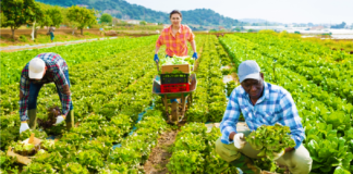 SE REQUIERE PEONES AGRÍCOLAS PARA RECOLECCIÓN DE PRODUCTOS (FINES DE SEMANA)
