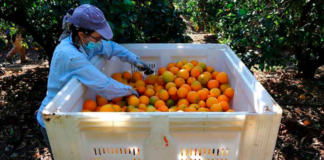 SE REQUIERE PEONES AGRÍCOLAS PARA ALISTO Y EMPAQUE DE FRUTAS