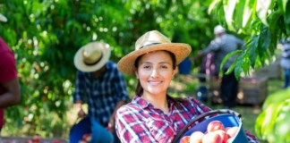 SE SOLICITA TRABAJADORES AGRÍCOLAS CON POCA EXPERIENCIA PARA COSECHA DE FRUTAS