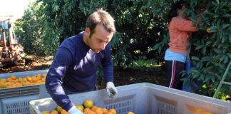 SE SOLICITA TRABAJADOR AGRÍCOLA CON POCA EXPERIENCIA PARA COSECHA DE CÍTRICOS