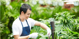 SE SOLICITA TRABAJADOR DE VIVERO PARA MANTENIMIENTO DE PLANTAS (POCA EXPERIENCIA)