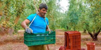 SE SOLICITA PEONES AGRÍCOLAS PARA RECOLECCIÓN DE ACEITUNAS (HOMBRE Y/O MUJER)