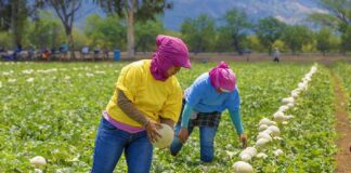 SE SOLICITA TRABAJADOR AGRÍCOLA PARA COSECHA DE MELONES, NO SE REQUIERE EXPERIENCIA