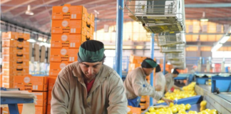 SE REQUIERE PERSONAL DE PRODUCCIÓN CON O SIN EXPERIENCIA PARA CONTROL DE CALIDAD DE FRUTAS Y VERDURAS
