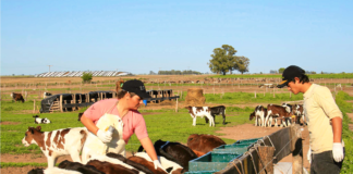 SE SOLICITA TRABAJADOR DE RANCHO CON POCA EXPERIENCIA PARA CUIDADO DE ANIMALES