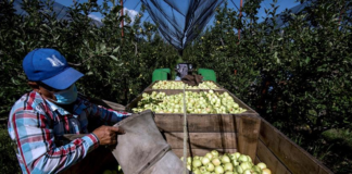 SE REQUIERE TRABAJADORES AGRÍCOLAS PARA CLASIFICACIÓN Y ALMACENAMIENTO DE PRODUCTOS EN COSECHA