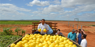 SE SOLICITA TRABAJADOR AGRÍCOLA CON O SIN EXPERIENCIA PARA COSECHA DE MELÓN