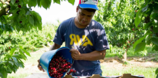 SE SOLICITA TRABAJADOR AGRÍCOLA PARA RECOLECCIÓN DE CEREZAS, NO SE REQUIERE EXPERIENCIA