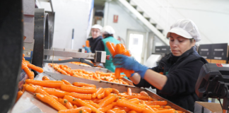 SE REQUIERE OPERARIO DE PRODUCCIÓN CON O SIN EXPERIENCIA PARA ENVASADO DE ZANAHORIAS