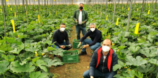 SE REQUIERE PEONES AGRÍCOLAS PARA RECOLECCIÓN DE CALABACÍN Y LABORES GENERALES