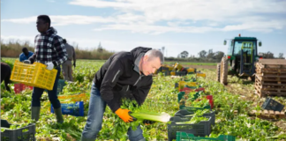 SE SOLICITA TRABAJADORES DE CAMPO PARA RECOLECCIÓN DE APIO