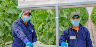 SE SOLICITA PEÓN AGRÍCOLA PARA CLASIFICACIÓN Y EMPAQUE DE PRODUCTOS EN FINCA