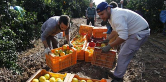 SE SOLICITA TRABAJADOR AGRÍCOLA PARA RECOLECCIÓN DE NARANJAS, NO SE REQUIERE EXPERIENCIA