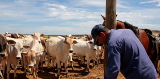 SE SOLICITA TRABAJADOR DE RANCHO PARA CUIDADO DE ANIMALES, REPARACIÓN DE CERCAS, ENTRE OTRAS LABORES GENERALES