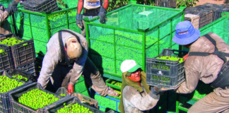 SE REQUIERE PEÓN AGRÍCOLA PARA RECOLECCIÓN DE ACEITUNAS, TIEMPO COMPLETO
