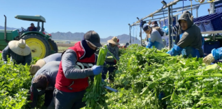 SE SOLICITA TRABAJADOR AGRÍCOLA PARA CONTROL DE PRODUCTOS EN COSECHA DE HORTALIZAS