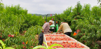SE SOLICITA TRABAJADOR AGRÍCOLA PARA COSECHA DE MANZANAS Y CEREZAS, NO SE REQUIERE EXPERIENCIA
