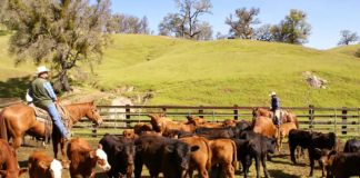 SE SOLICITA TRABAJADOR DE RANCHO PARA CUIDADO DE ANIMALES Y MANTENIMIENTO DE ÁREAS