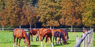 SE REQUIERE TRABAJADOR GANADERO CON POCA EXPERIENCIA PARA CUIDADO DE CABALLOS
