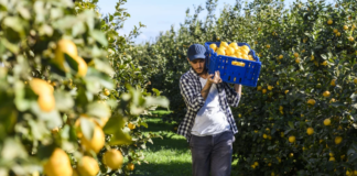 SE REQUIERE TRABAJADOR AGRÍCOLA CON O SIN EXPERIENCIA PARA RECOLECCIÓN DE FRUTA