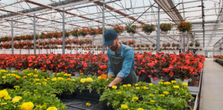SE SOLICITA TRABAJADOR DE INVERNADERO PARA MANTENIMIENTO Y CUIDADO DE PLANTAS EN MACETAS