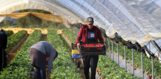 SE REQUIERE TRABAJADOR DE INVERNADERO PARA CUIDADO DE FLORES Y VEGETALES