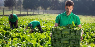 SE SOLICITA TRABAJADOR AGRÍCOLA PARA COSECHA DE VERDURAS (MÍNIMA EXPERIENCIA)