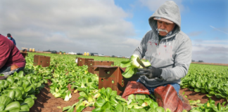 SE SOLICITA OPERARIO AGRÍCOLA PARA LABORES GENERALES EN COSECHA