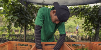 SE SOLICITA TRABAJADOR DE VIVERO PARA LABORES GENERALES, NO SE REQUIERE EXPERIENCIA
