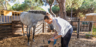 SE SOLICITA TRABAJADOR DE RANCHO PARA CUIDADO DE CABALLOS Y LIMPIEZA DE INSTALACIONES