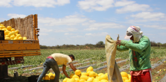 SE REQUIERE PEÓN AGRÍCOLA PARA RECOLECCIÓN DE FRUTA (TIEMPO COMPLETO)