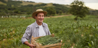 SE REQUIERE PEÓN AGRÍCOLA PARA COSECHA DE CEBOLLAS (MÍNIMA EXPERIENCIA)