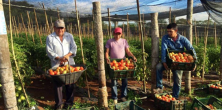 SE REQUIERE TRABAJADOR AGRÍCOLA CON O SIN EXPERIENCIA PARA COSECHA DE TOMATES Y PEPINOS