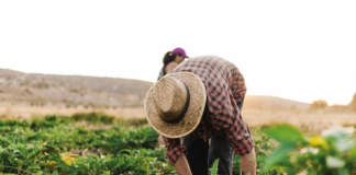 SE REQUIERE PEÓN DE CAMPO PARA LABORES GENERALES EN COSECHA (LUNES A VIERNES)