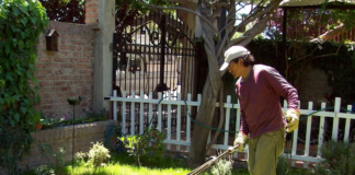 SE SOLICITA JARDINERO CON O SIN EXPERIENCIA PARA MANTENIMIENTO DE PLANTAS