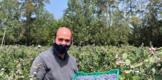 SE SOLICITA TRABAJADOR AGRÍCOLA PARA RECOLECCIÓN DE ARÁNDANOS (TIEMPO COMPLETO)
