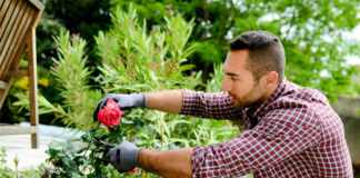 SE REQUIERE AYUDANTE DE JARDINERO PARA PODA Y RIEGO DE ÁREAS VERDES