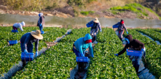 SE SOLICITA TRABAJADORES AGRÍCOLAS PARA CLASIFICACIÓN Y CONTROL DE PRODUCTOS